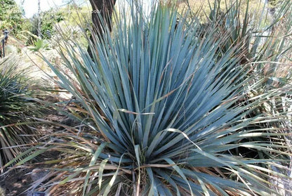 Dasylirion glaucophyllum Zaragoza - blue dasilirio (Pot 18 cm)