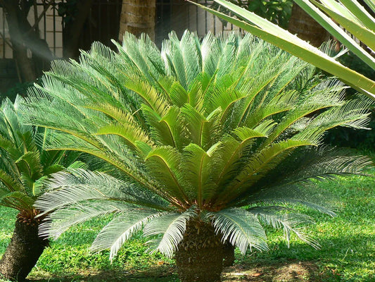 Cycas revoluta - cicas (Vaso quadro 9x9x10 cm)