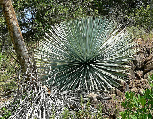 Nolina (syn. Hesperoyucca) whipplei - smoke-eating plant (Square vase 7x7x10 cm)