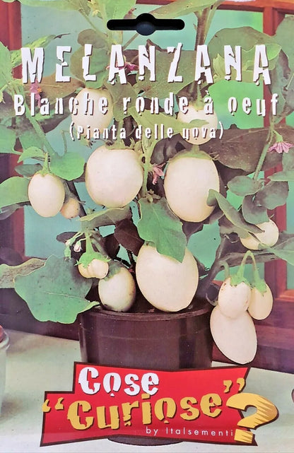 Solanum melongena cv. "pianta delle uova" - pianta delle uova (1 confezione di semi)