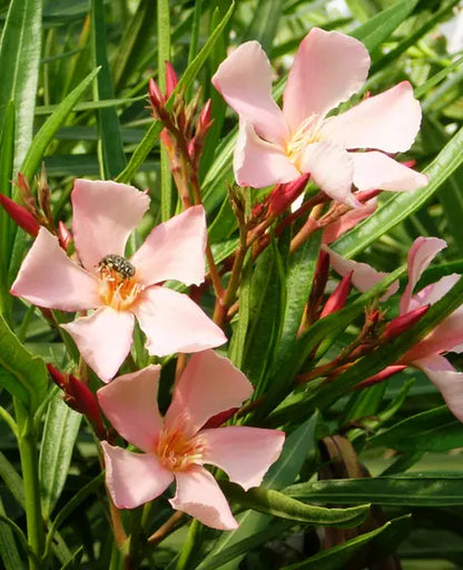 Nerium oleander "Salmon" - oleander (Forest honeycomb)