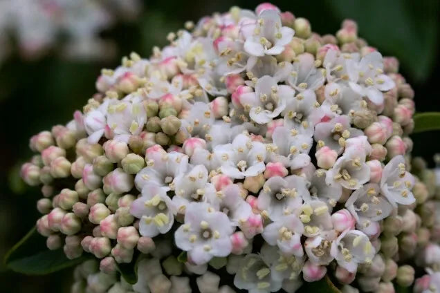 Viburnum tinus cv. “eve price” - Tino Compatto (Vaso 18 cm)