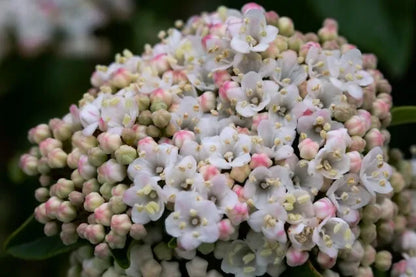 Viburnum tinus cv. “eve price” - Tino Compatto (Vaso 18 cm)