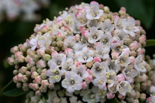 Viburnum tinus cv. “eve price” - Compact Tino (18 cm vase)