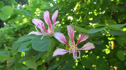 Bauhinia yunnanensis - albero delle orchidee (Alveolo forestale)