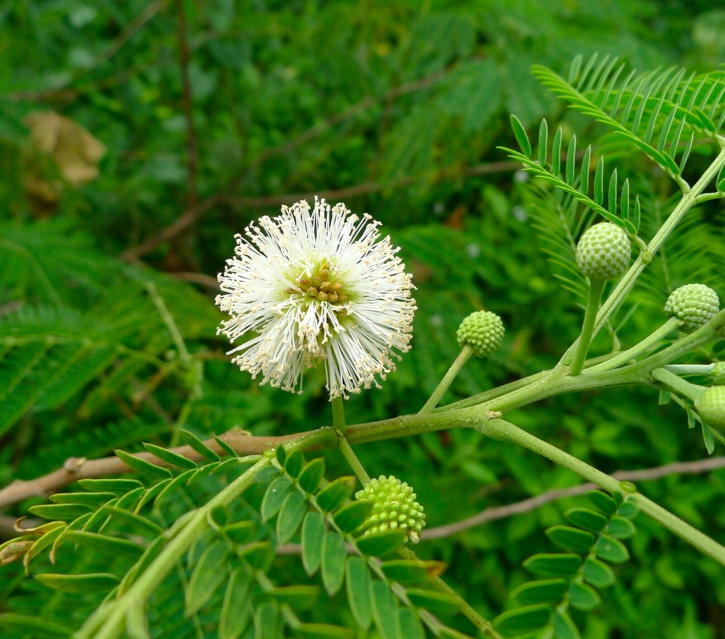 Leucaena leucocephala - mimosa bianca (Alveolo forestale)