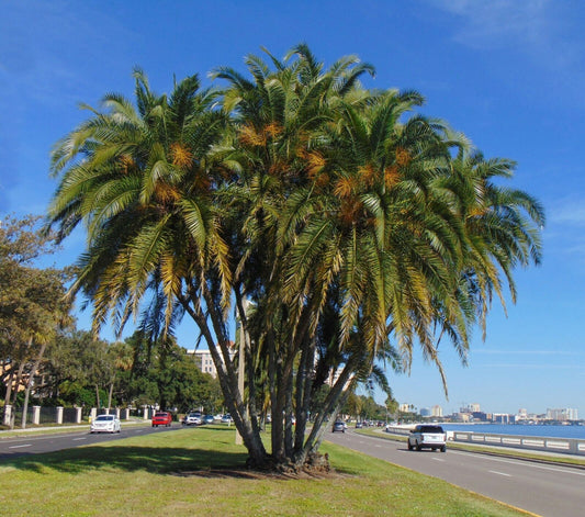 Phoenix reclinata - Senegal palm (Forest socket)