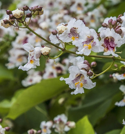 Catalpa Speciosa - Catalpa (Square Vase 9X9X20 Cm)