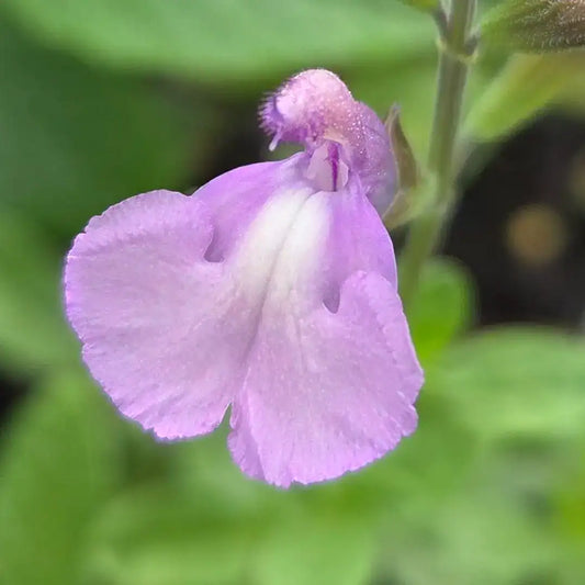 salvia greggii fiore lilla