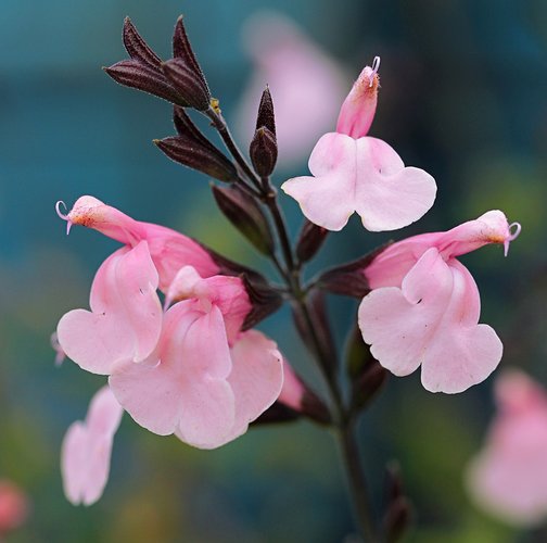 Salvia greggii (fiore rosa) - salvia di Gregg (Vaso quadro 7x7x8 cm)