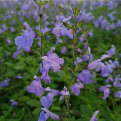 Salvia microphylla - (fiore lilla) salvia da fiore ornamentale (Alveolo forestale)
