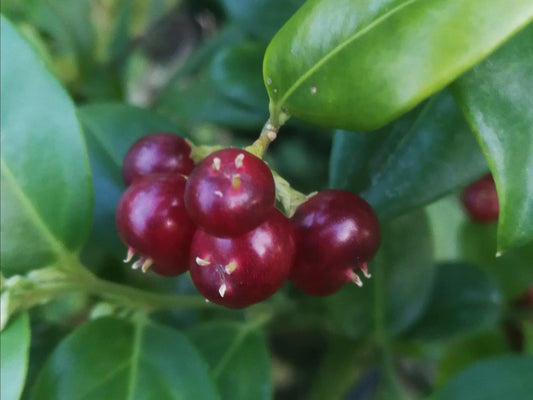 Sarcococca ruscifolia - falso pungitopo (Vaso quadro 9x9x13 cm)