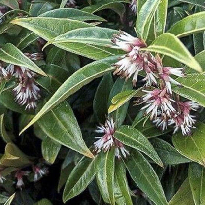 Sarcococca confusa - sarcococca (Alveolo forestale)