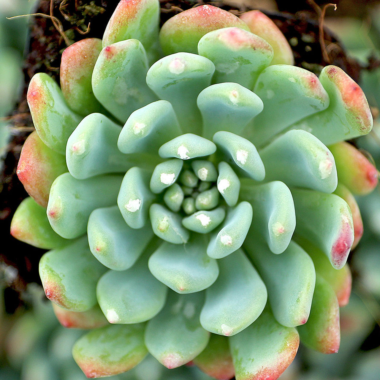 Sedeveria 'Blue Elf' - sedeveria ibrida (1 Talea)