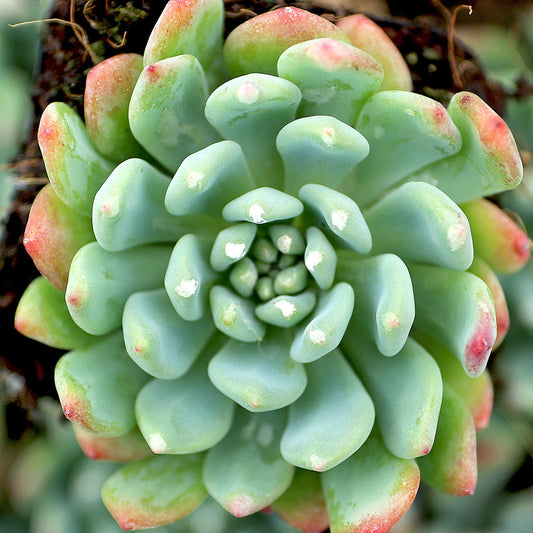 Sedeveria 'Blue Elf' - sedeveria ibrida (1 Talea)
