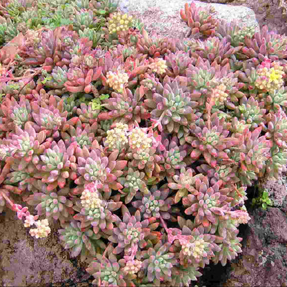 Sedeveria 'Blue Elf' - sedeveria ibrida (1 Talea)