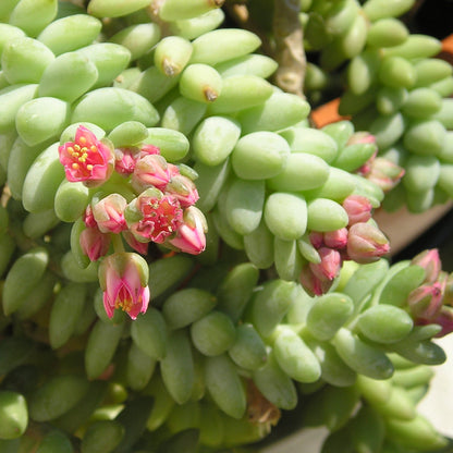 Sedum morganianum var. burrito - coda d'asino (Pianta da seminiera)