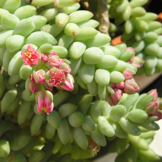 Sedum morganianum var. burrito - coda d'asino (Pianta da seminiera)