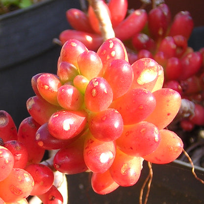 Sedum rubrotinctum - sedum rosso (1 Talea)