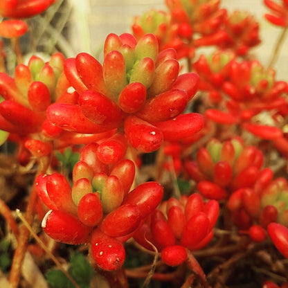 Sedum rubrotinctum - sedum rosso (1 Talea)