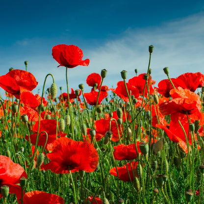 Papaver rhoeas - papavero rosso dei campi - Semi 0,5gr