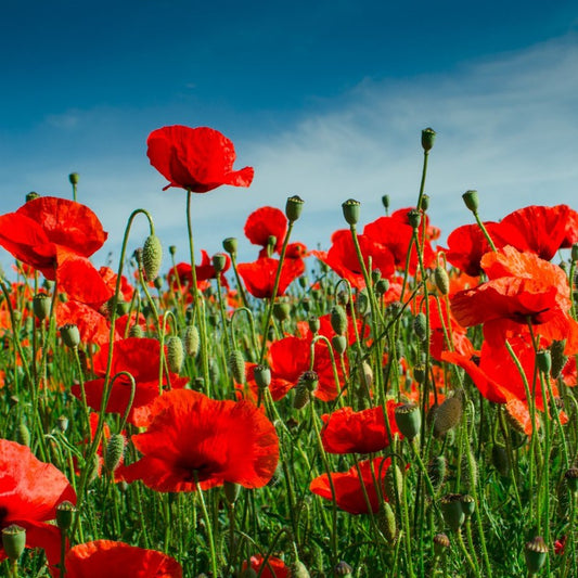 Papaver rhoeas - papavero rosso dei campi (0,5 gr di seme)