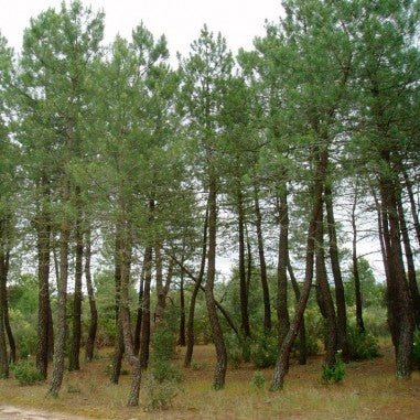 Pinus pinaster - maritime pine (forest pine)