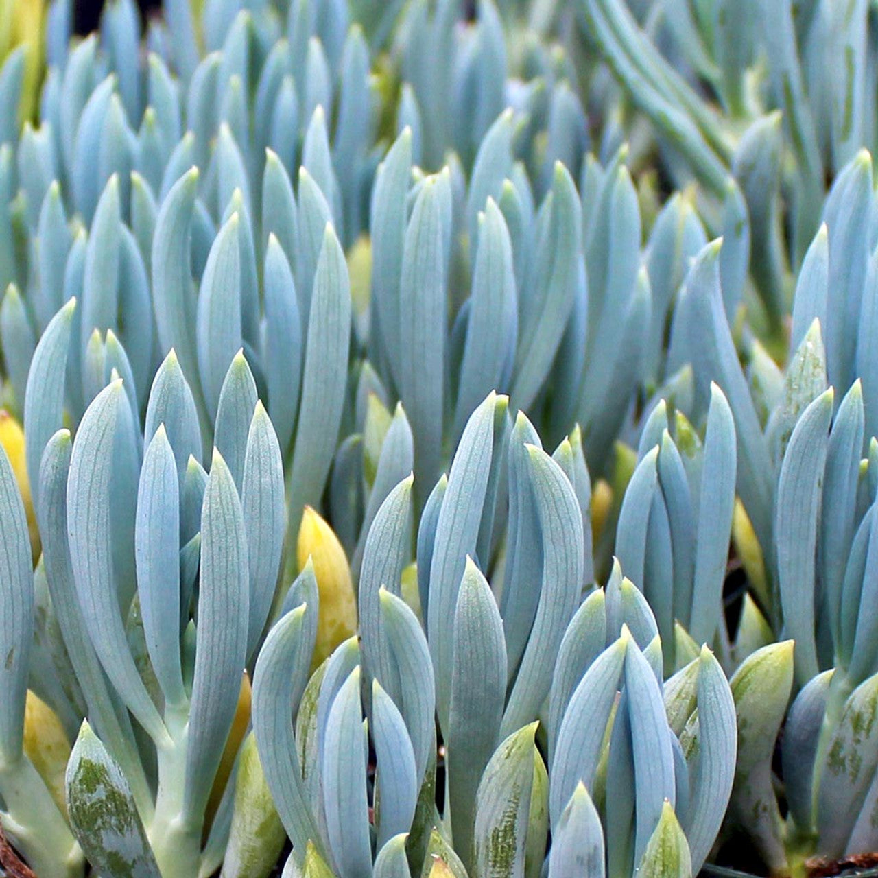 Senecio mandraliscae - blue senecio (Square vase 7x7x10 cm)
