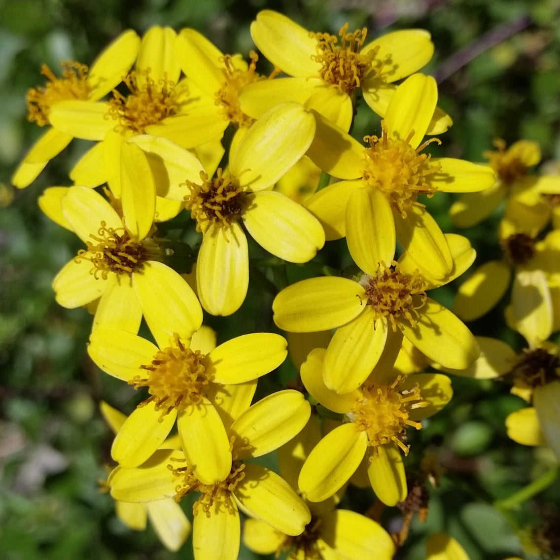 Senecio angulatus - senecio foglia d’edera (Vaso quadro 7x7x8 cm)