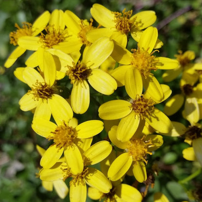 Senecio angulatus - senecio foglia d’edera (Vaso quadro 7x7x8 cm)