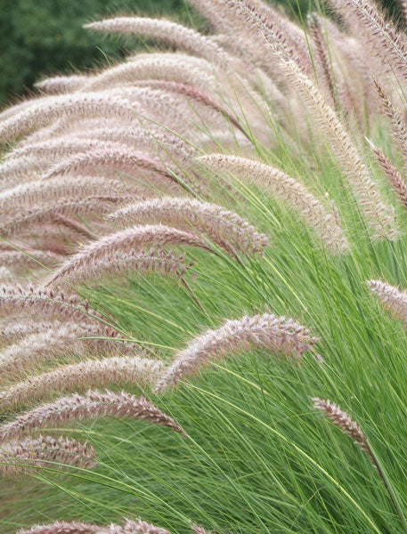 Pennisetum setaceum - elongated pennisetum (20 seeds)