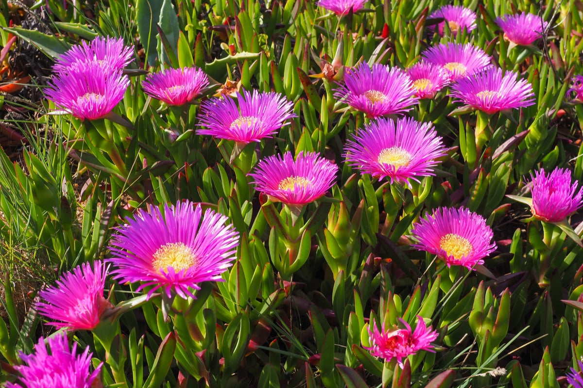 Carpobrotus edulis - unghia di strega, fico degli Ottentotti (Vaso quadro 7x7x10 cm)