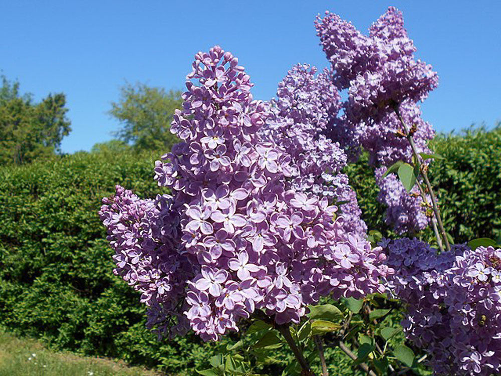 Syringa vulgaris fiore lilla - lillà (Alveolo forestale) 10-15cm