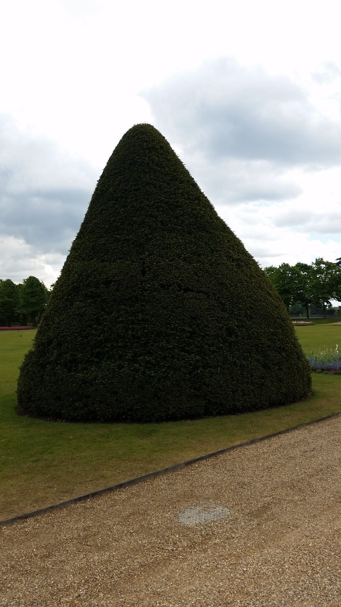 Taxus Baccata (Alveolo Forestale)