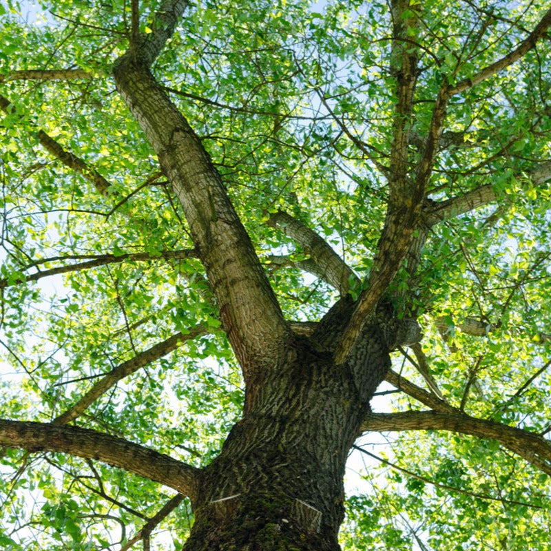 Tilia tomentosa - tiglio argentato (Vaso quadro 9x9x20 cm)