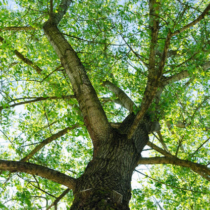 Tilia tomentosa - tiglio argentato (Vaso quadro 9x9x20 cm)
