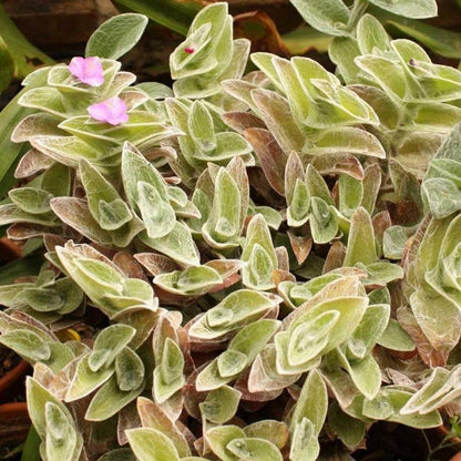 Tradescantia sillamontana - tradescanzia tomentosa (Square vase 7x7x10 cm)