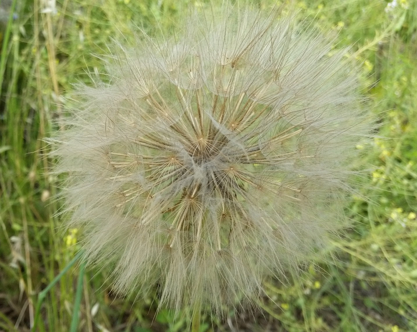 Tragopogon porrifolius - soffione gigante (15 semi)