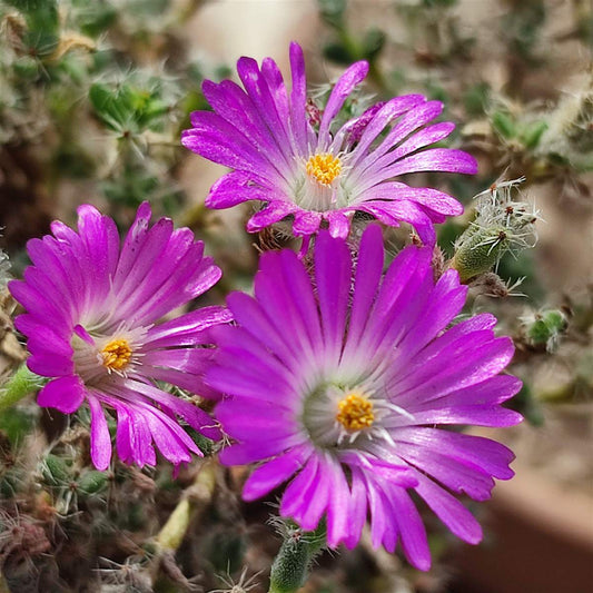Trichodiadema bulbosum - (Vaso quadro 7x7x10 cm)