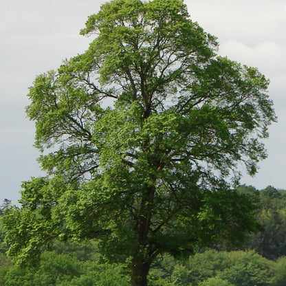 Ulmus minor - olmo campestre (Vaso quadro 9x9x20 cm)