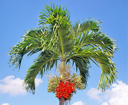 Adonidia merrillii - palma di Manila (5 semi)