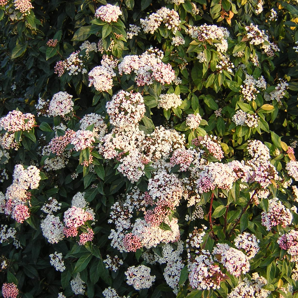 Viburnum tinus - Tino (Alveolo forestale)