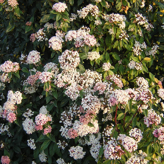 Viburnum tinus - Tino (Alveolo forestale)