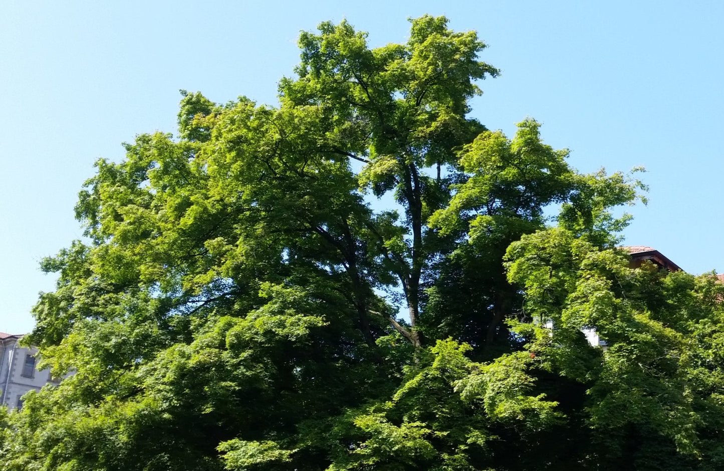 Acer Palmatum Polymorphum Cv. "Viridis" - Acero Giapponese Verde (Vaso 18 Cm, FRANCO)