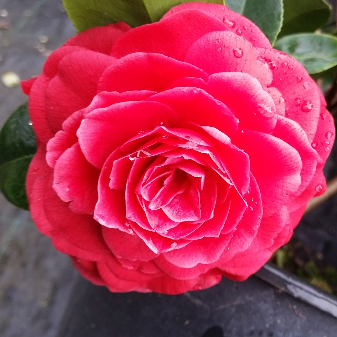 vivaimdb-Camellia japonica cv "black lace" - camelia (Vaso 18 cm)