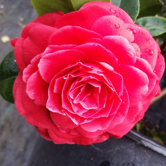 vivaimdb-Camellia japonica cv "black lace" - camelia (Vaso 18 cm)