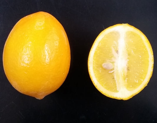 Citrus limon cv "Meyer" - limone Meyer (Fitocella)