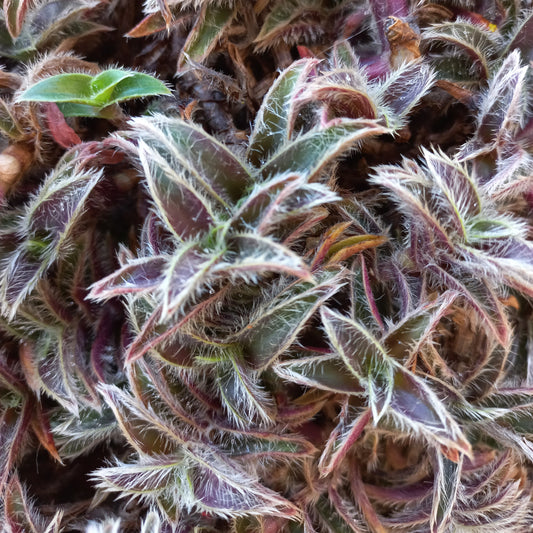 Cyanotis somaliensis - Somali Tradescantia (Square pot 7x7x10 cm)