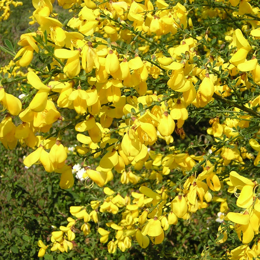 vivaimdb-Cytisus_scoparius_-_ginestra_dei_carbonai_Alveolo_forestale