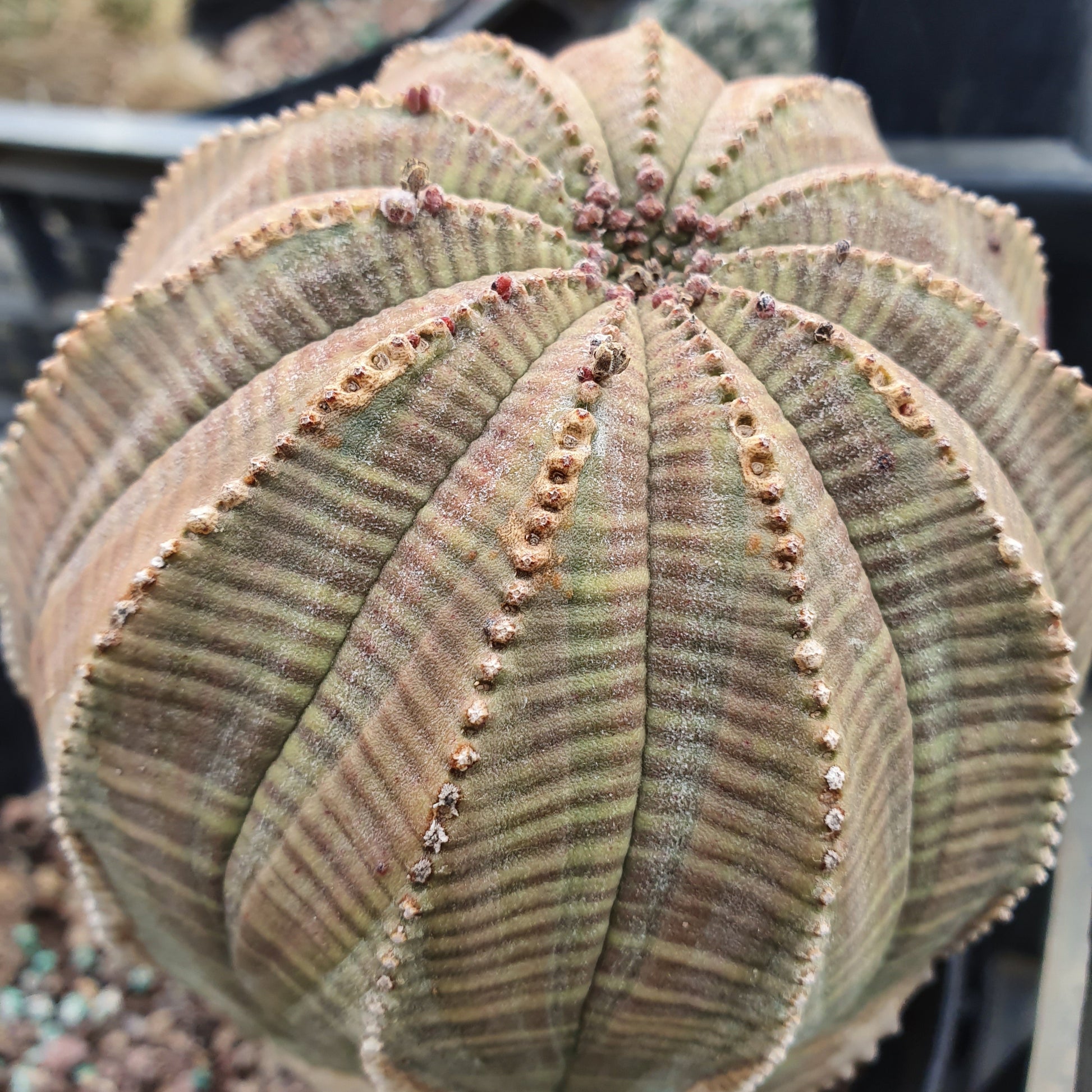 vivaimdb-Euphorbia obesa - euforbia (Vaso quadro 7x7x10 cm)